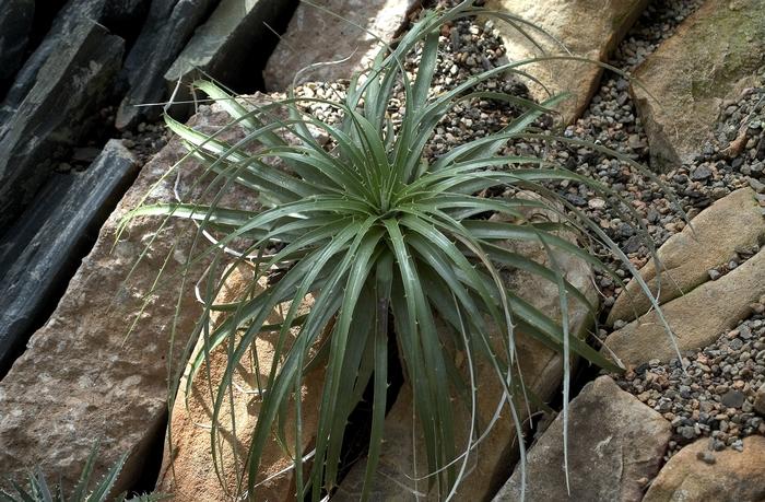 Dyckia marnier 