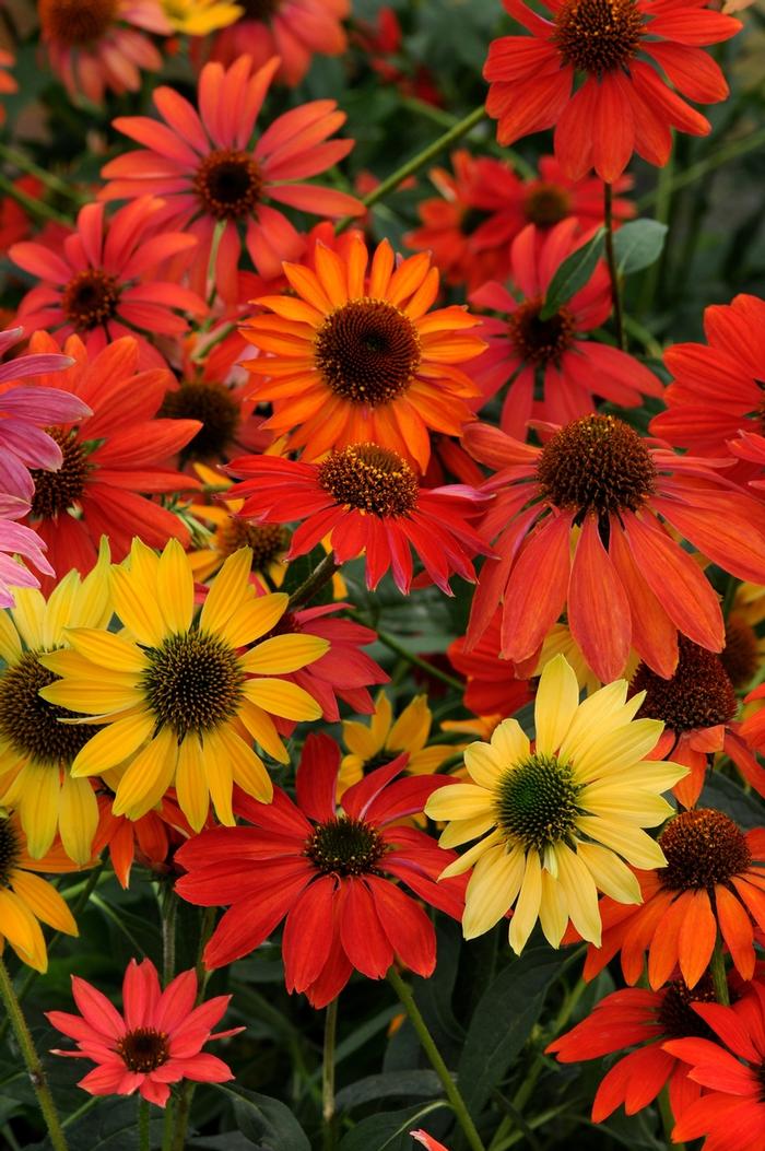 Echinacea Cheyenne Spirit