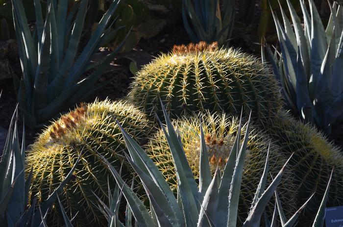 Echinocactus grusonii 