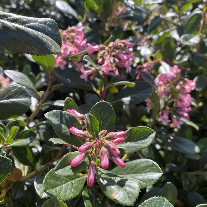 Escallonia x exoniensis Fradesii