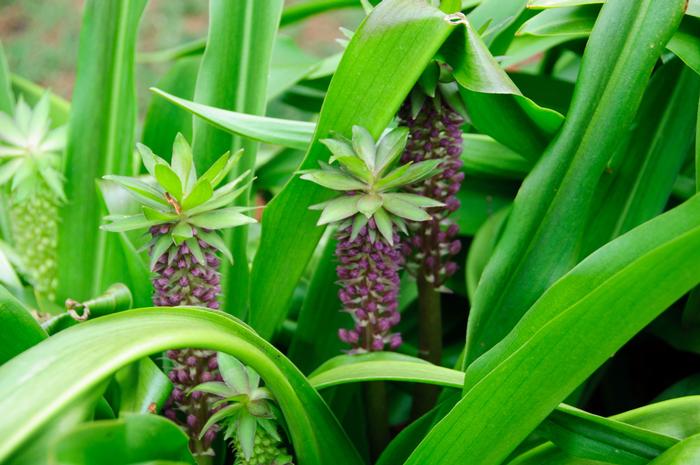 Eucomis comosa Tugela Jade