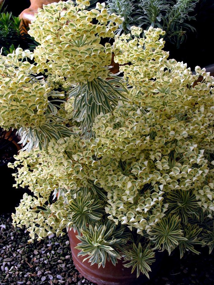 Euphorbia Sahara™ Tasmanian Tiger