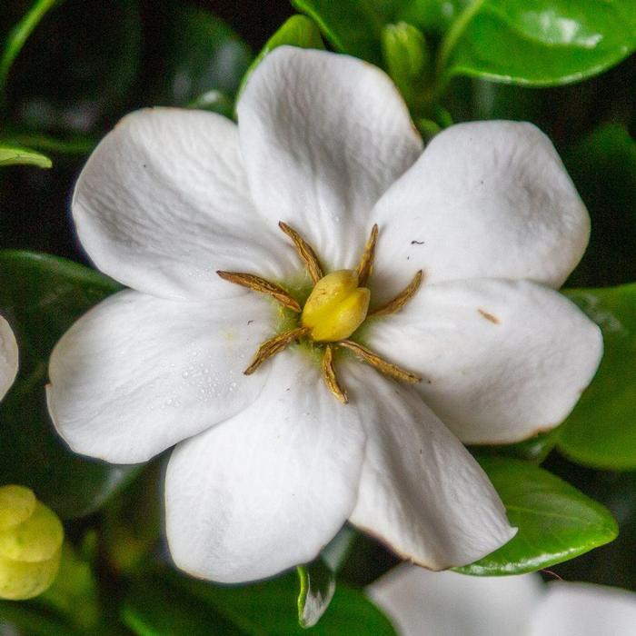 Gardenia Diamond Spire®