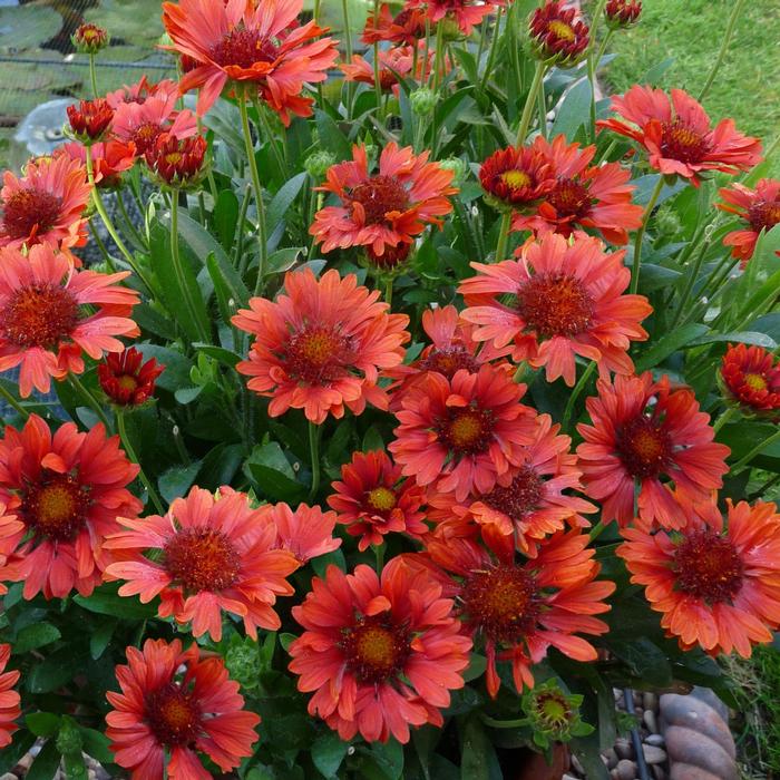 Gaillardia Realflor® Celebration