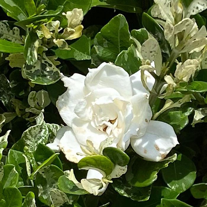 Gardenia Flash™