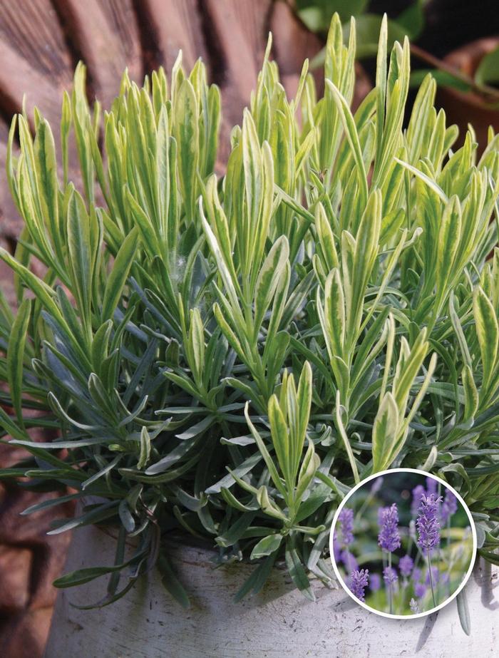 Lavandula x allardii Meerlo