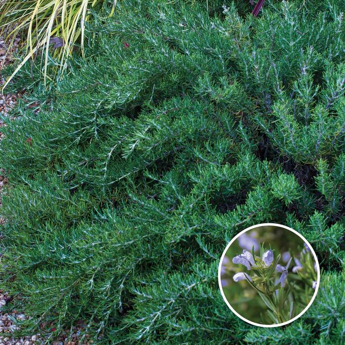 Rosmarinus officinalis Chef's Choice®