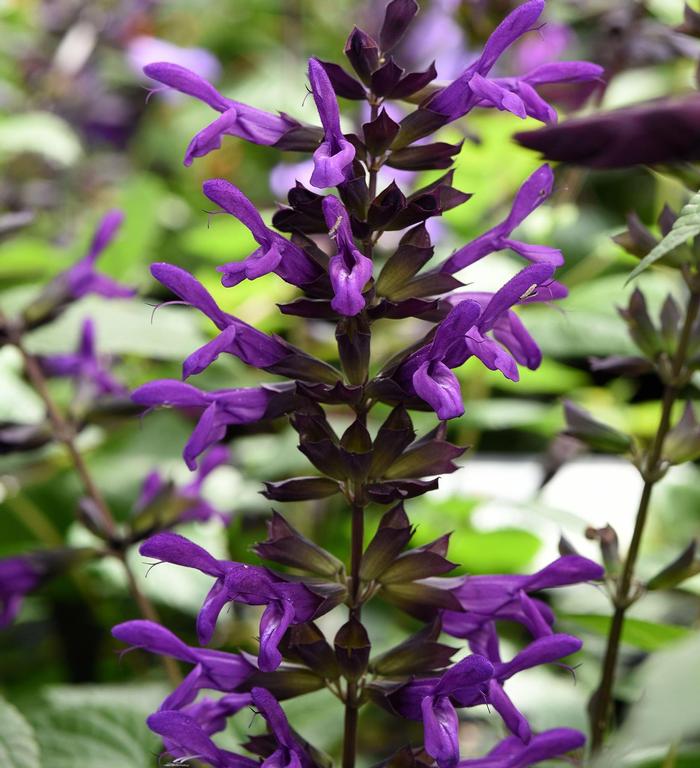 Salvia guaranitica Nectar Purple&trade;