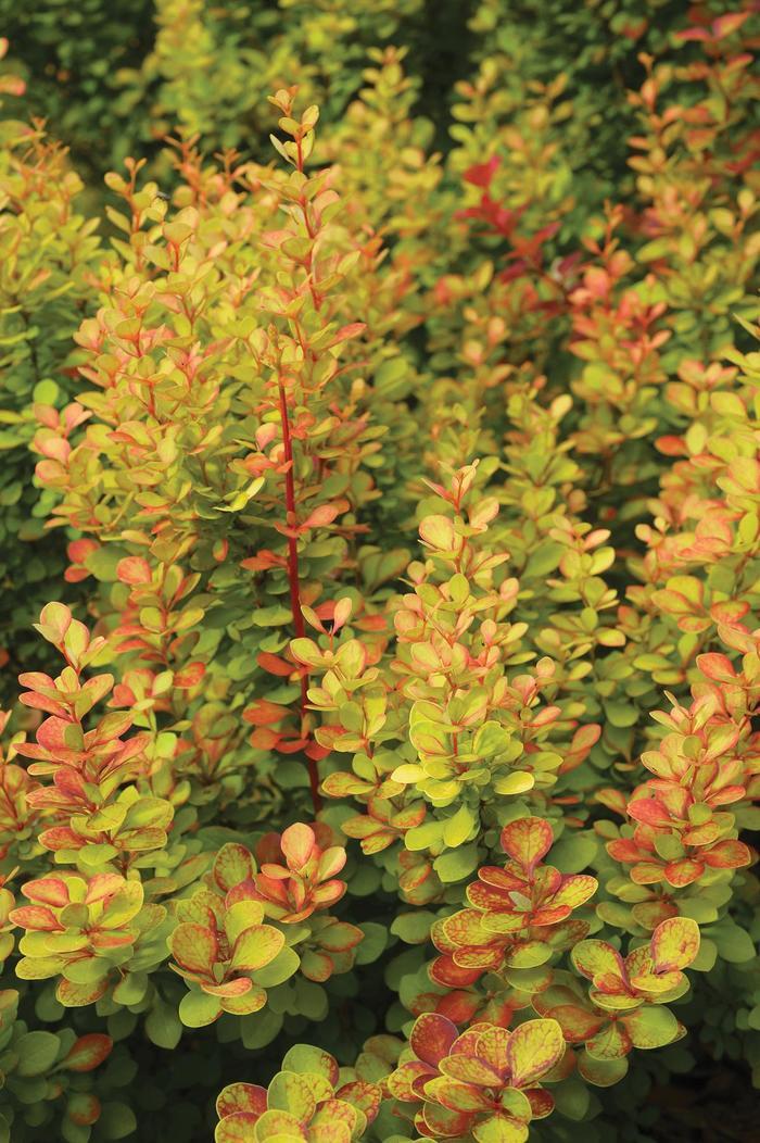 Berberis thunbergii Orange Torch