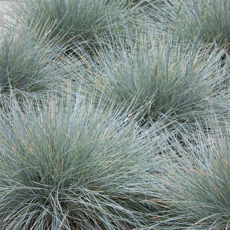 Festuca idahoensis Siskiyou Blue