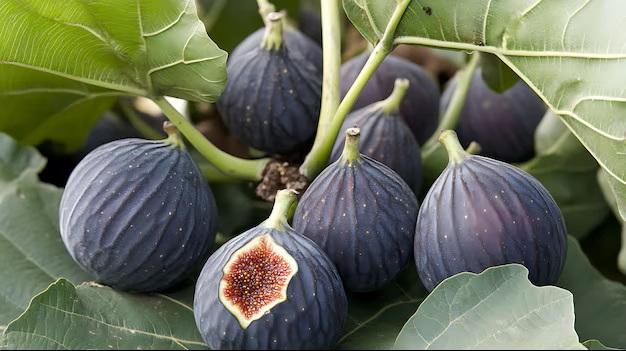 Fig Black Mission