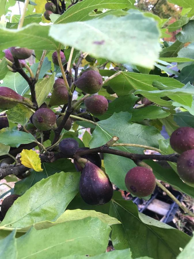 Fig Violette De Bordeaux