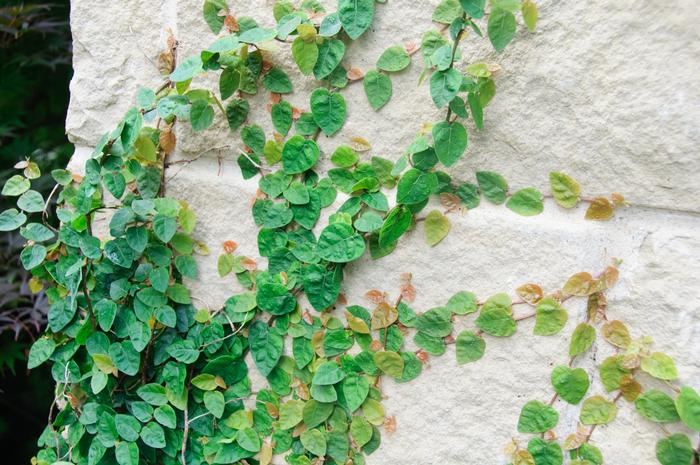 Ficus pumila 