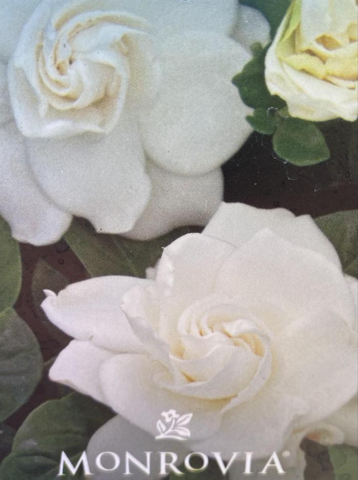 Gardenia jasminoides First Love® Aimee