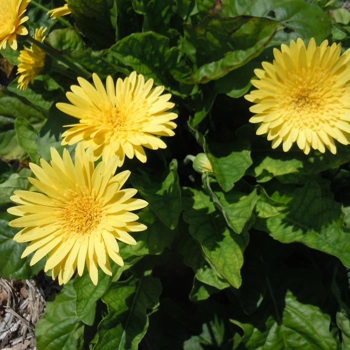 Gerbera Garvinea® Majestic Yellow
