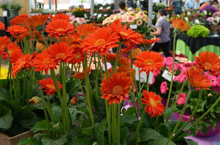 Gerbera Garvinea® Sweet Glow