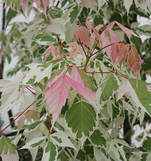 Acer negundo Flamingo