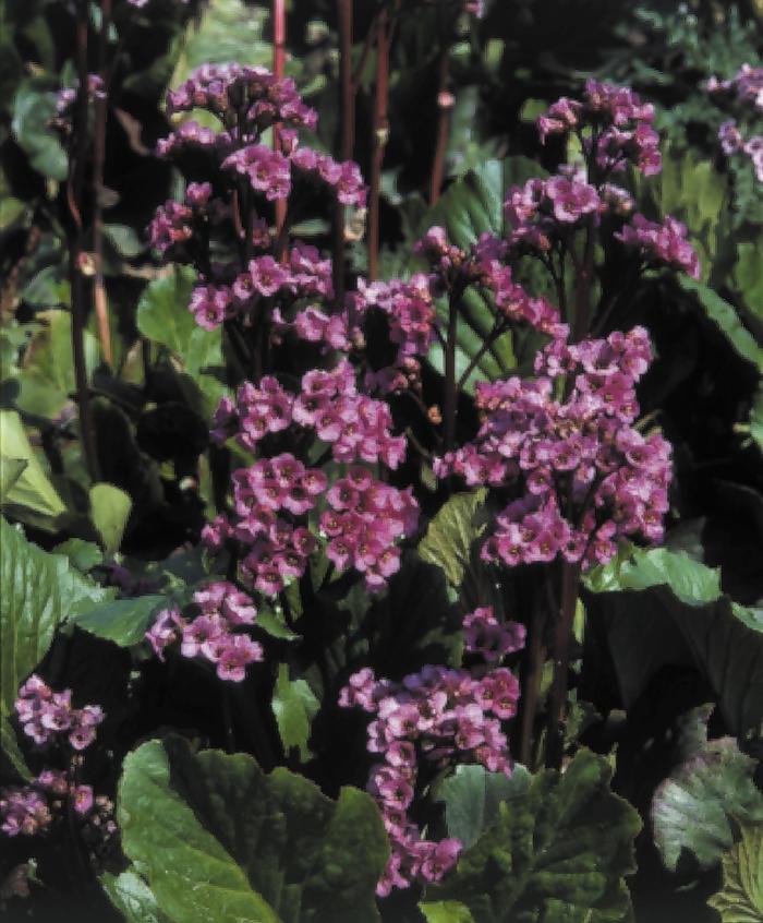 Bergenia cordifolia Red Beauty