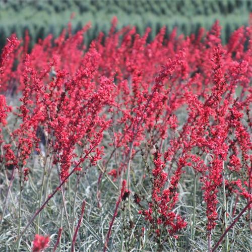 Hesperaloe parviflora Brakelights® Red