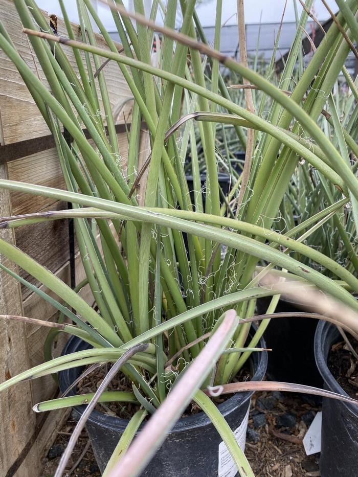 Hesperaloe parviflora Desert Dusk®