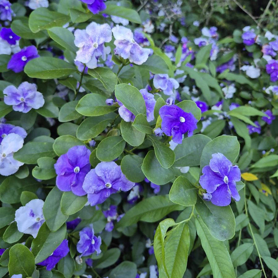 Brunfelsia pauciflora Floribunda