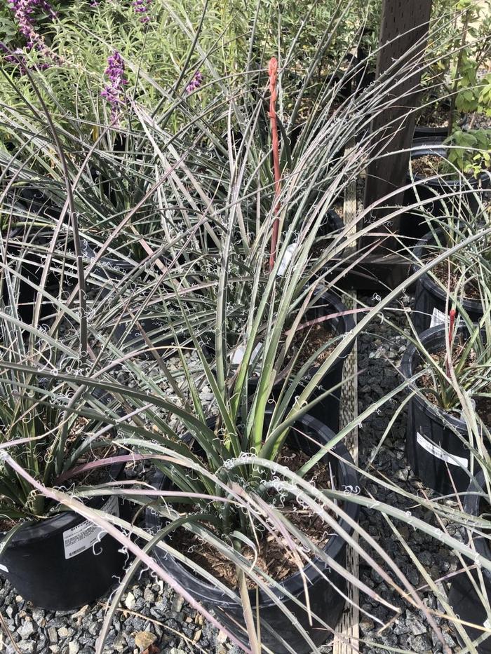 Hesperaloe parviflora Sandia Glow®