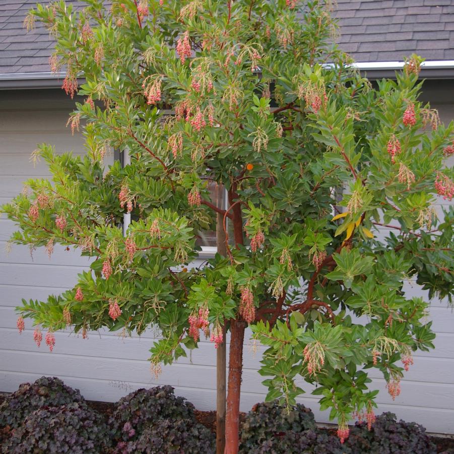 Arbutus unedo Marina