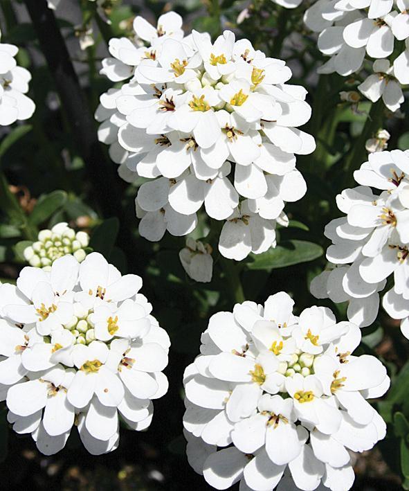 Iberis Snowball