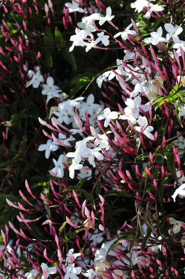 Jasminum polyanthemum 