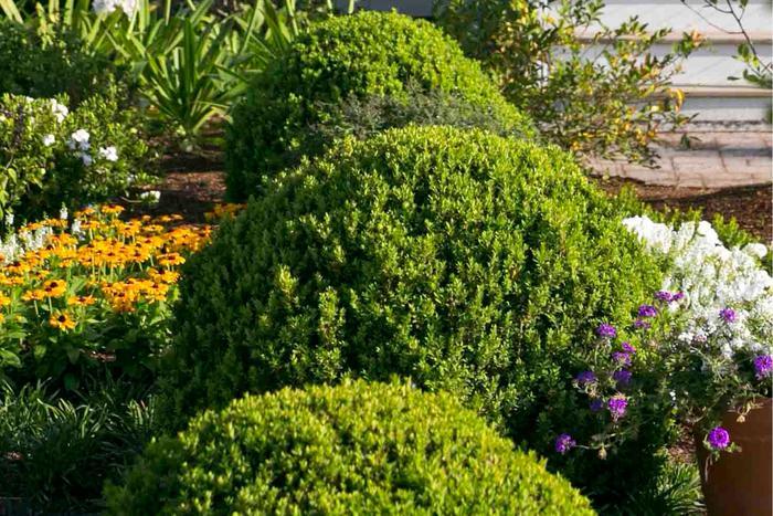 Buxus microphylla var japonica Baby Gem