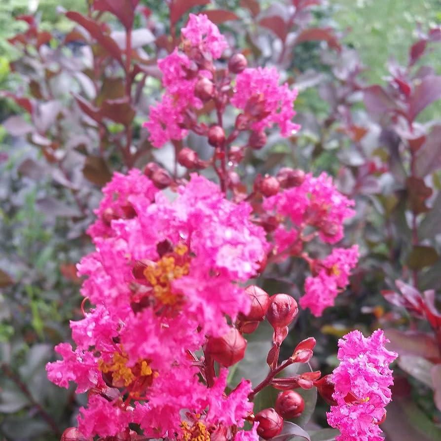 Lagerstroemia indica Raspberry Sundae®