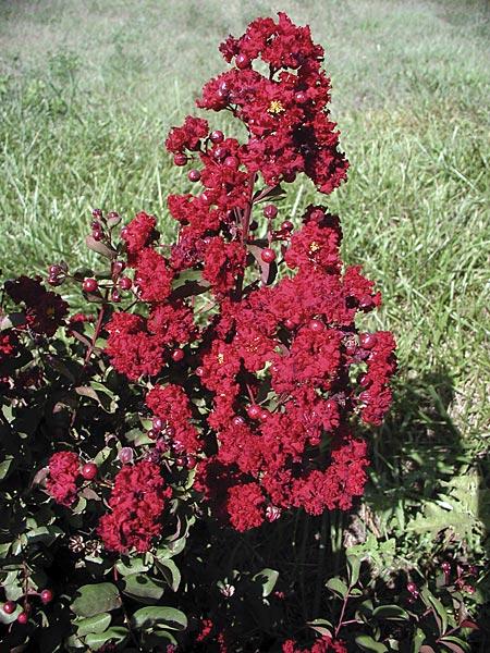 Lagerstroemia indica Siren Red®