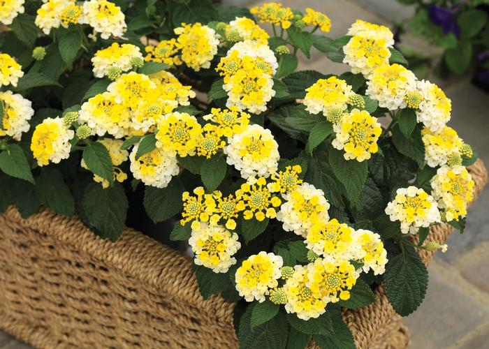 Lantana camara Bandana® Lemon Zest