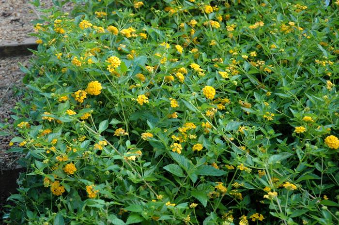 Lantana camara New Gold