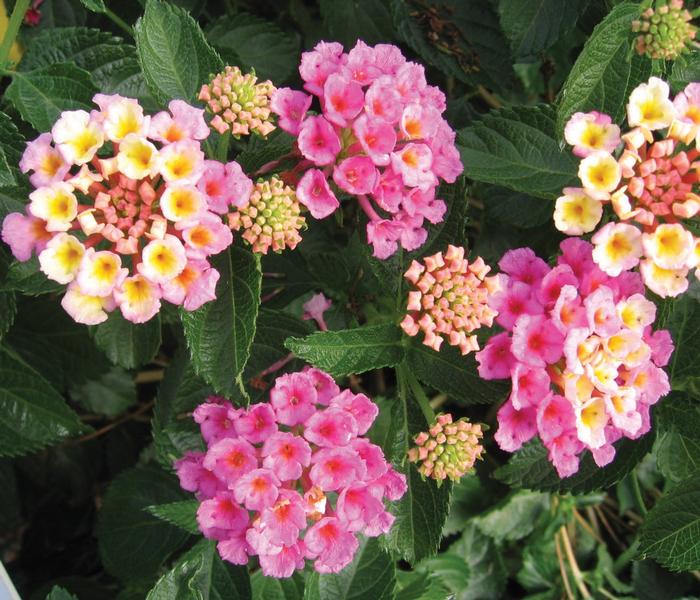Lantana camara Bandana® Pink