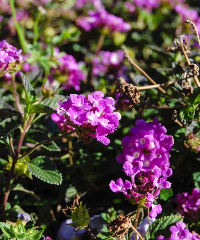 Lantana montevidensis Trailing Purple