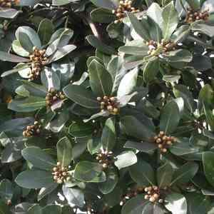 Laurus Saratoga