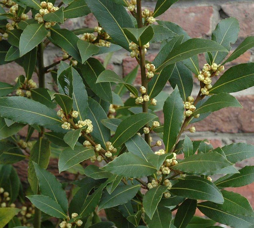 Laurus nobilis 