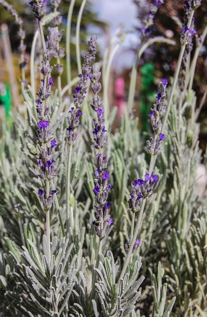 Lavandula Goodwin Creek Grey