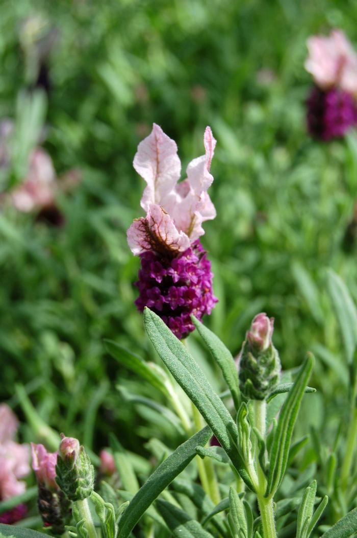 Lavandula stoechas Madrid Pink
