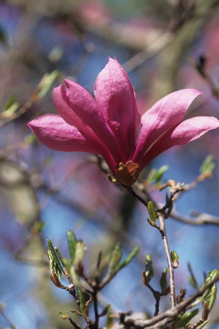 Magnolia Little Girl Betty