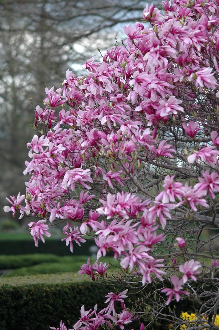 Magnolia Little Girl Ricki