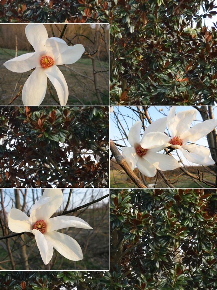 Magnolia salicifolia Wada's Memory