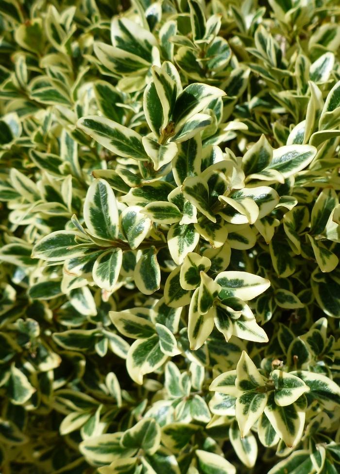Buxus sempervirens Aureo-variegata