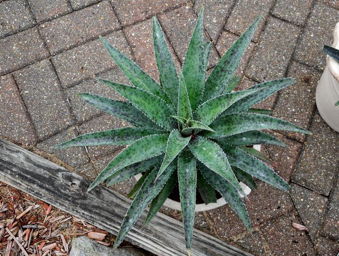 Mangave Mad about Mangave&reg; Freckles and Speckles