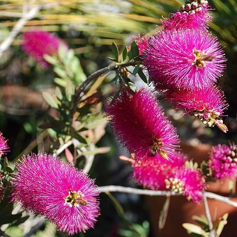 Callistemon citrinus Jeffers