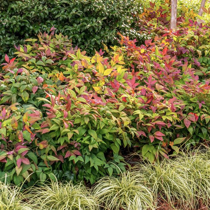 Nandina domestica Blush Pink&trade;