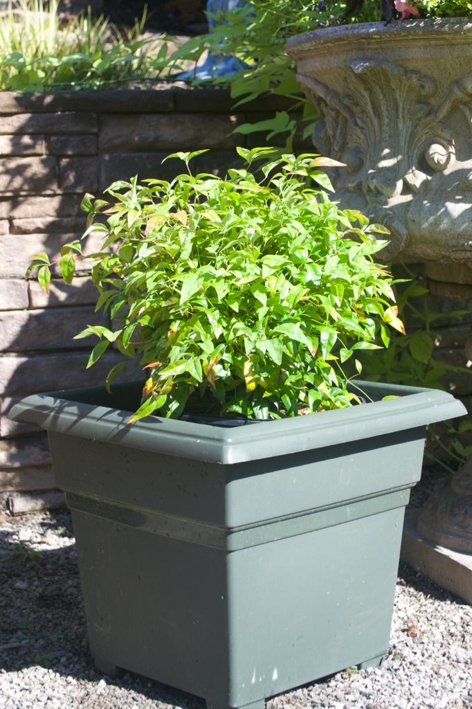 Nandina domestica Firepower Nana