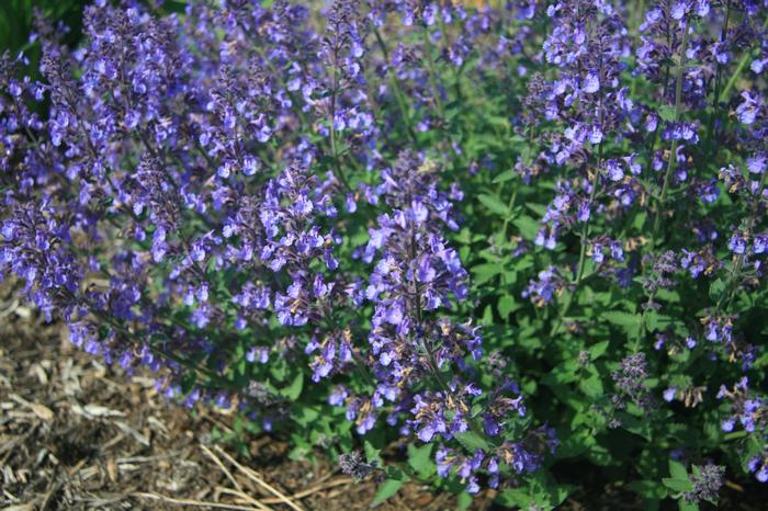 Nepeta x faassenii Junior Walker™
