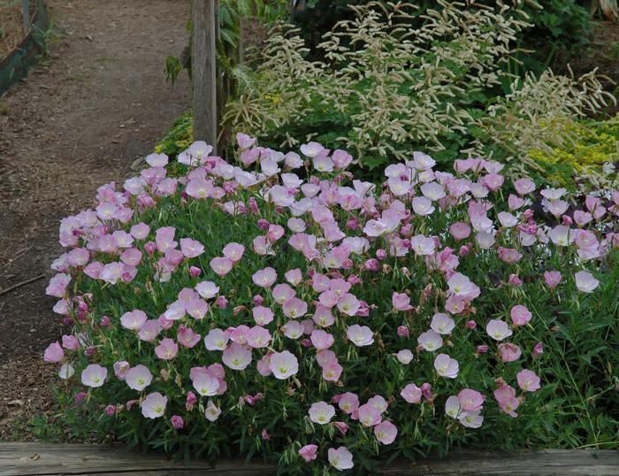 Oenothera berlandieri Twilight